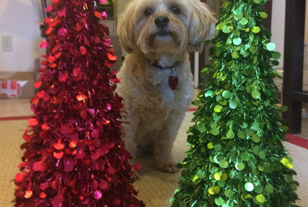 office dog at the holidays