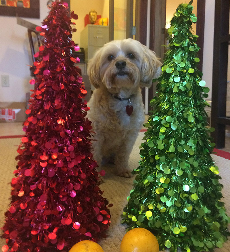 office dog at the holidays